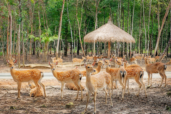 5D4N PHU QUOC ISLAND TOUR - photo 31